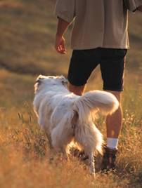 Dog Off Leash